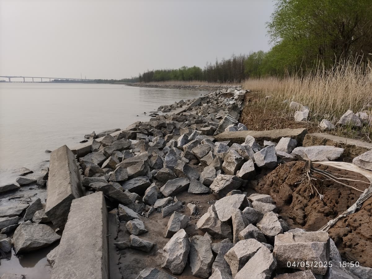Artistic rendering of a swimming Paddlefish